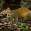 Aguti stredoamericky - Dasyprocta punctata - Central American Agouti 3771